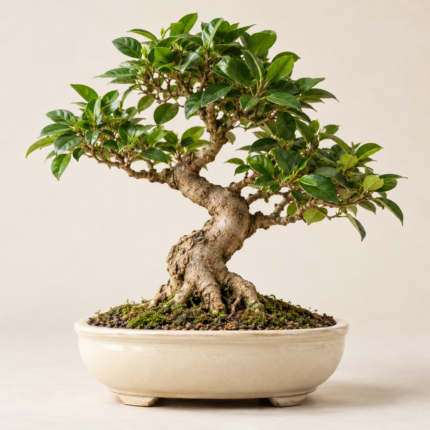 Miniature ficus bonsai in a cream ceramic pot